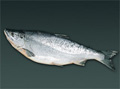 甘塩 紅鮭 ロシア産